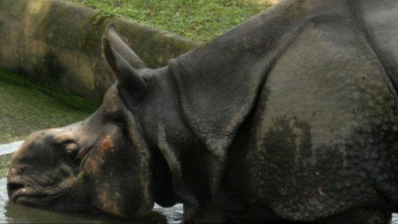 Male Rhino Killed in Fight With Rival Over Female Companion at Gorumara ...