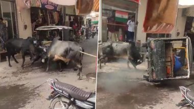Viral Bull Fight Video: Auto Overturns As Driver Tries To Stop Two Bulls Fighting Fiercely in the Middle of the Road (Watch)