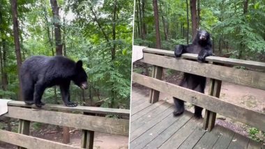 Wild Bear Climbing On a Deck Backs Off After House Owner Instructs Him, Obedient Behavior of the Animal Goes Viral