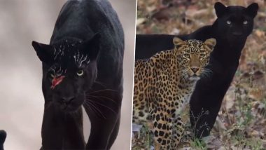 Black Panther Spotted With His Partner at Kabini Forest, Check Stunning Visuals of the Elusive Cat