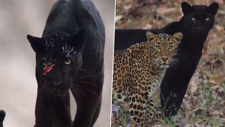 Black Panther Spotted With His Partner at Kabini Forest, Check Stunning Visuals of the Elusive Cat