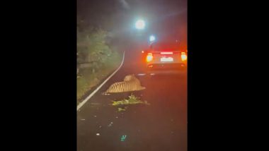 Tiger Death in Maharashtra: Big Cat Dies After Being Hit by Car at Murdoli Forest in Gondia District (Watch Video)