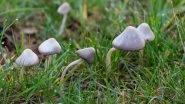Wild Mushroom Poisoning in Australia: Three Die After Having Shrooms in Family Meal Served by Daughter-in-Law