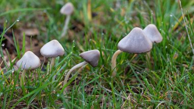 Wild Mushroom Poisoning in Australia: Three Die After Having Shrooms in Family Meal Served by Daughter-in-Law