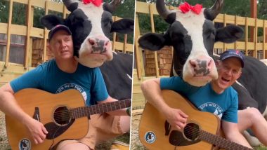 So Cute! Cow Rests Her Head On Man's Shoulder as He Sings and Plays Guitar, Adorable Video Goes Viral