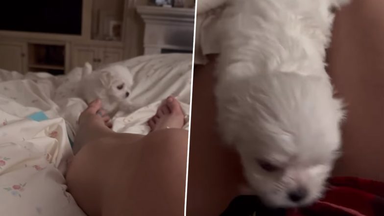 Britney Spears Introduces Adorable New Member of Her Family after Split with Sam Asghari! (Watch Video)