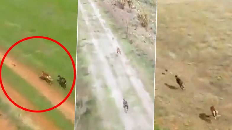 Wild Dogs Fiercely Chase Rabbit as It Runs for Life, Thrilling Drone Video Footage Goes Viral