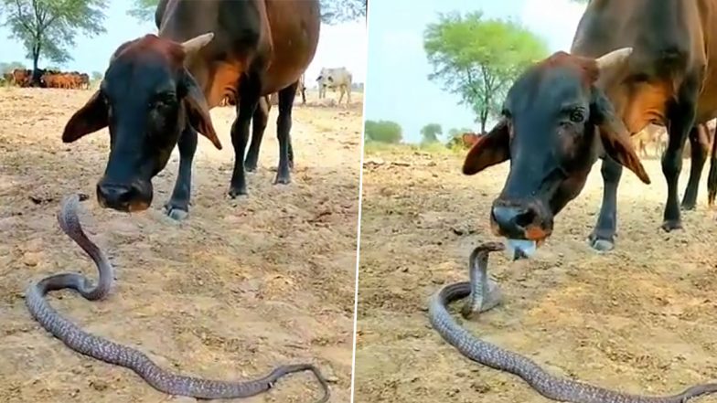 Unusual Friendship! Cow Licks Snake and Shows Affection Towards the Reptile, Video Goes Viral (Watch)