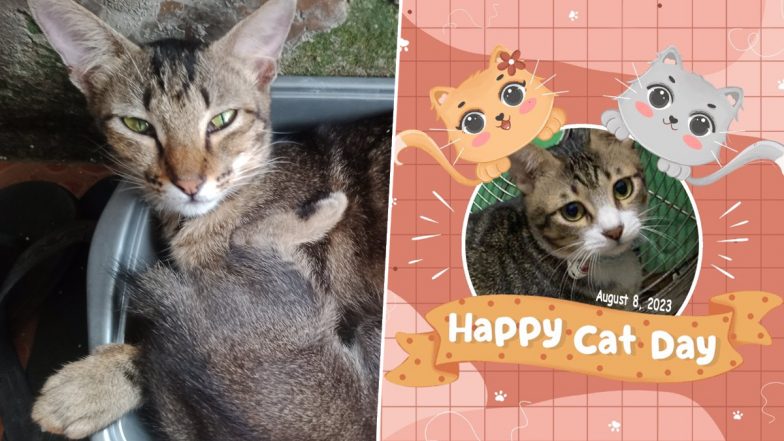 International Cat Day 2023 Wishes & Greetings: Twitterati Share Cute Pics, Quotes and Messages to Celebrate Day For Cats!