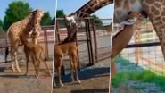 Rare Spotless Giraffe Video: Baby Giraffe Born Without Spots at Tennessee Zoo, Believed To Be Only One of Its Kind (Watch)