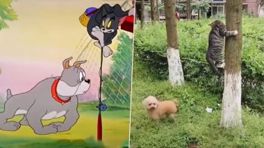 'Funniest Video Ever' Combines Cat Cartoon Scenes With Actual Incidents, Reveals Funny Side of Felines (Watch)