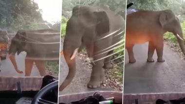 Kerela Bus Driver Calmly Talks to Elephant As It Blocks the Road, Heartwarming Video Goes Viral (Watch)