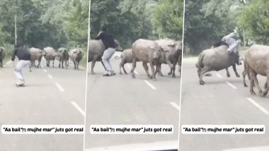 Close Escape From Yamraj! Skateboarder Rams Into a Buffalo, Video of the Collision Goes Viral