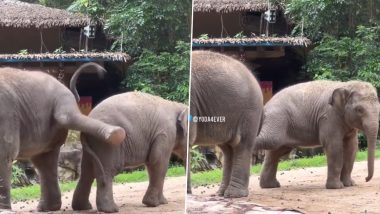 Cute Baby Elephants Fight Video: Two Elephant Calves Adorably Hitting Each Other is Ever Sibling Relationship Ever! (Watch)