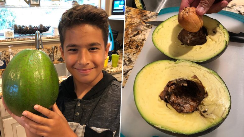 World's Heaviest Avocado Photos: US Family Holds Guinness World Record for Growing the Heaviest Avocado That Weighs In at 2.55 kg