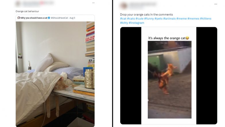 International Cat Day 2023: Viral Orange Cat Memes Shared By Netizens Which Will Make You Go ROFL!