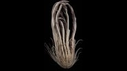 Alien-Like Sea Creature With 20 Arms, Strawberry-Like Body Discovered by Researchers in Antarctic Ocean
