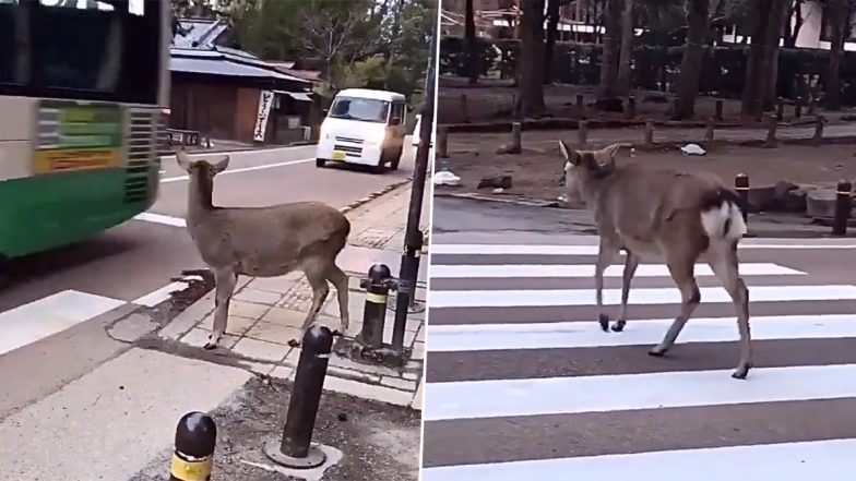 Deer Patiently Waits For Traffic to Halt in Japan Before Crossing the Road, Video Goes Viral