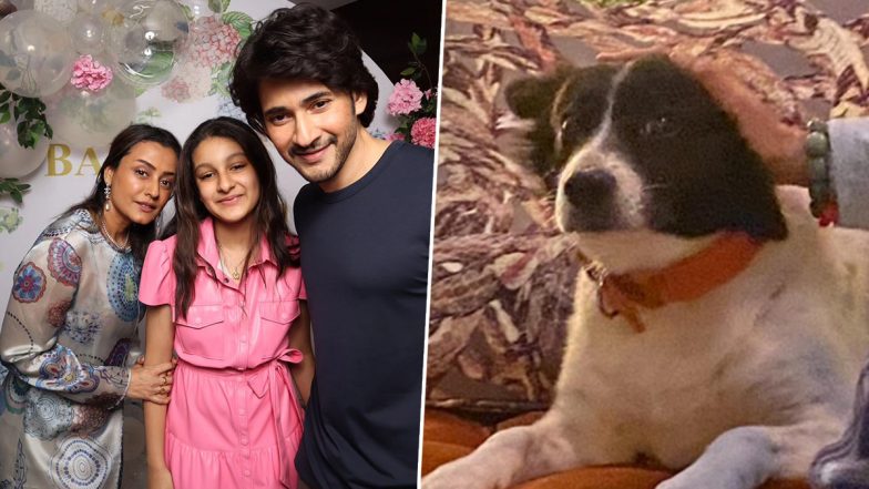 Mahesh Babu's Pet Dog Pluto Dies; Actor's Wife Namrata Shirodkar Mourns the Loss (View Post)