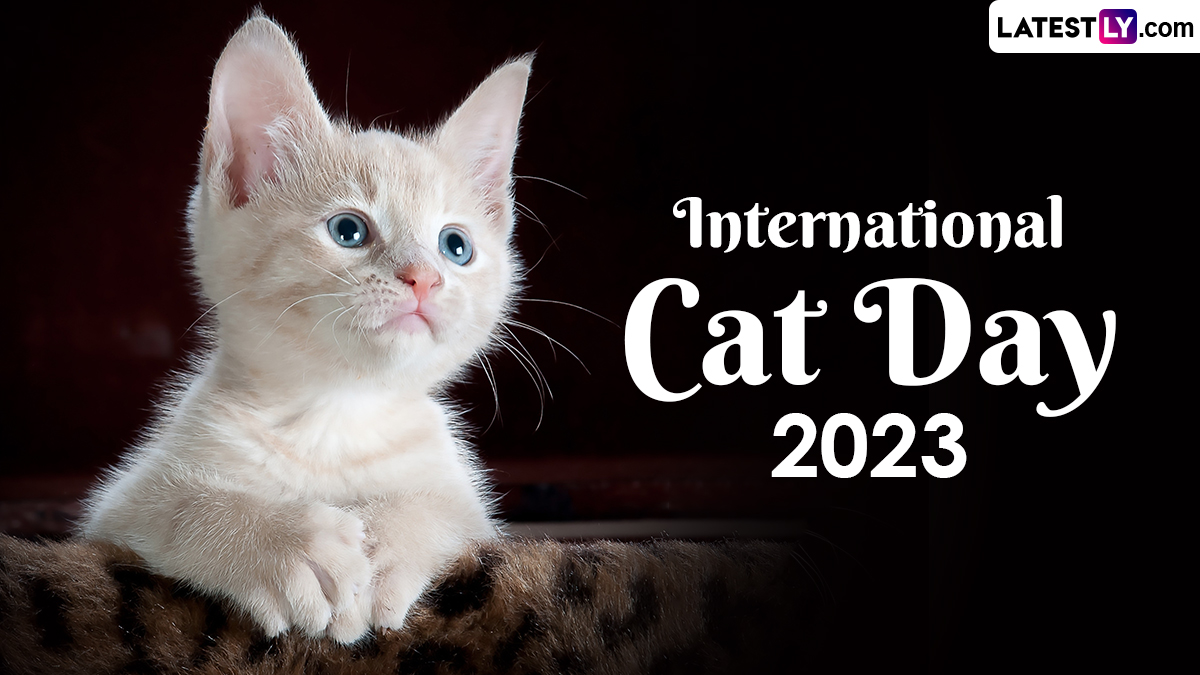 International best sale cat day