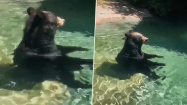 Bear or Human?: Bear Sits in Human-Like Position Inside a Pool in Zoo, Video Goes Viral
