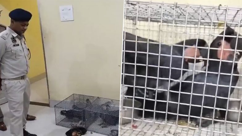 Exotic Birds Rescued in Assam: Police Recovers Black Palm Cockatoos Birds of Australia, Papua New Guinea, and Indonesia While Patrolling in Cachar (Watch Video)