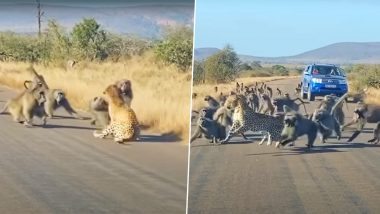 Predator Turns Prey! Baboons Attack a Leopard in a Remote South African Region, Video Goes Viral (Watch)