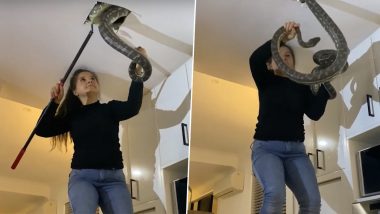 Snake Catcher Captures Two Giant Pythons From a Ceiling in Queensland, Video Goes Viral (Watch)