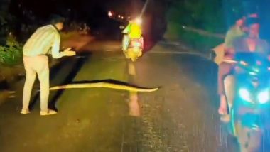 Man Helps Python Cross the Road: Youth Helps 10-Feet Long Snake to Cross the Road in Madhya Pradesh, Video Goes Viral