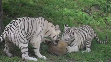 White Tigress SITA's Twin Cubs, Avni and Vyom, Turn One; Birthday Celebrated With Cake Cutting Ceremony at National Zoological Park (See Pics)