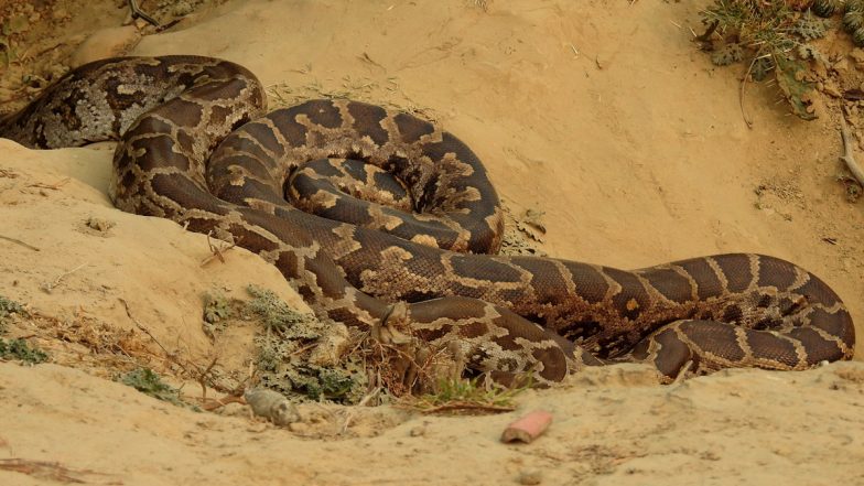 Python Rescued From Mumbai Hotel Video: Seven-Foot Indian Rock Python Found at Restaurant in Borivali, Released in Natural Habitat