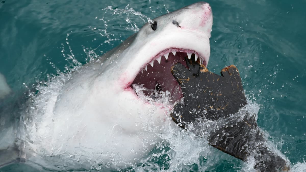 Bahamas: US Woman Killed in Shark Attack While Paddle-Boarding Off Resort on New Providence Island