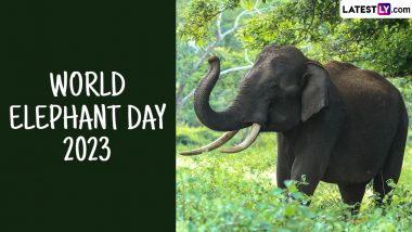 World Elephant Day 2023: Playful Baby Elephant Videos To Watch and Celebrate the Day