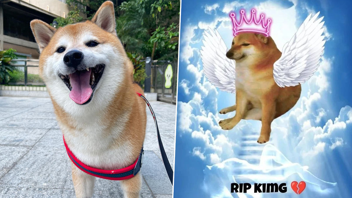 Viral News | Internet's Most Loved Celebrity Dog 'Cheems Balltze' Dies ...