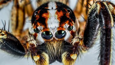 Venomous Spider That Can Cause Long and Painful Erections Spotted in Austria Supermarket; Leads to Temporarily Closure of Store