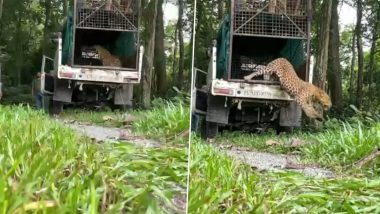 Leopard Gets Rescued From Human Habitat, IFS Officers Shares Shares Video Showcasing the Wild Animal's Jump to Freedom