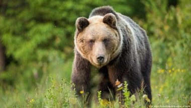 Bear Attacks Shake Up Election Season in Slovakia