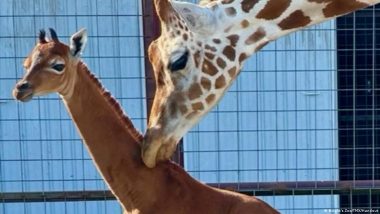 Rare Giraffe Without Spots Born at US Zoo