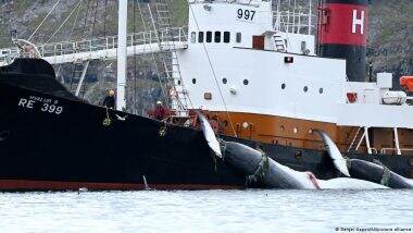 Whaling to Resume in Iceland After Temporary Ban