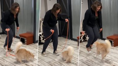 Most Skips by a Cat in One Minute! Cat Named Kit Kat Breaks the Guinness World Record, Jumps Skipping Rope 9 Times in a Minute (Watch Video)