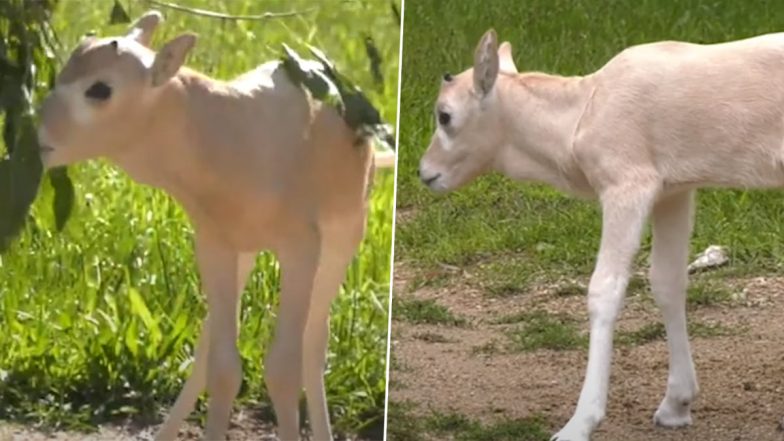 Cutest Video Ever! Critically Endangered White Baby Antelope Dances Around at Illinois’ Brookfield Zoo (Watch)