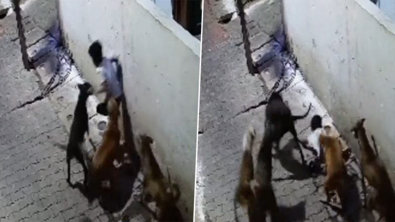 Dog Attack in Uttar Pradesh Video: Seven-Year-Old Severely Injured by Stray Dogs in Jhansi, Shocking Incident Caught on CCTV