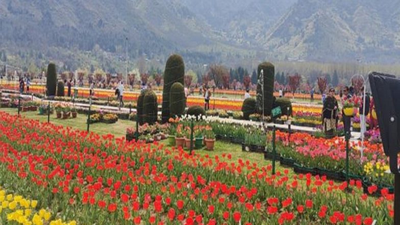 Indira Gandhi Memorial Tulip Garden Enters World Book of Records As Asia's Largest With 1.5 Million Flowers