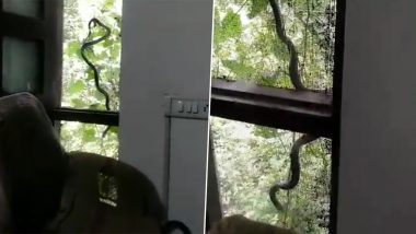 Snake in Office Viral Video: Reptile Shows Up at Paonta Forest Division Office, IFS Officer Shares Video