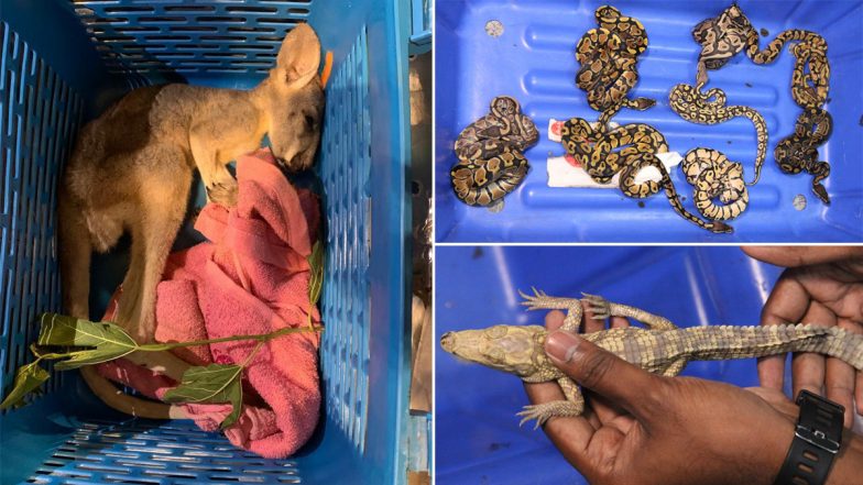 Animal Smuggling in Karnataka: Dead Baby Kangaroo, Rare Lizards Among 234 Wild Animals Recovered From Passenger at Kempegowda Airport, Smuggler Arrested (See Pics)