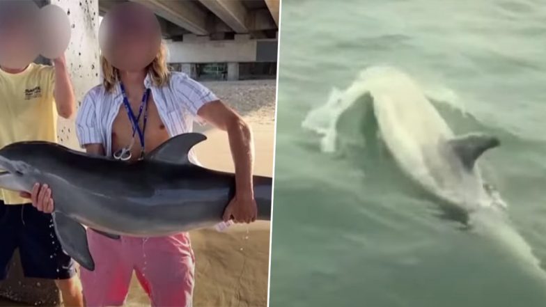 Male Dolphin Pup Dies After Man Takes Pictures Holding it Above Water Surface (See Video)