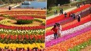 The World Book of London Recognises Srinagar&rsquo;s Indira Gandhi Tulip Garden As Asia Largest Such Park (See Pics)