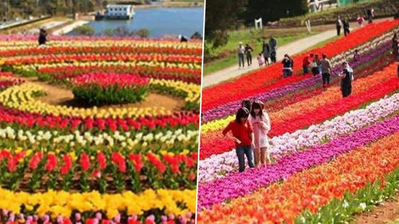 The World Book of London Recognises Srinagar’s Indira Gandhi Tulip Garden As Asia Largest Such Park (See Pics)