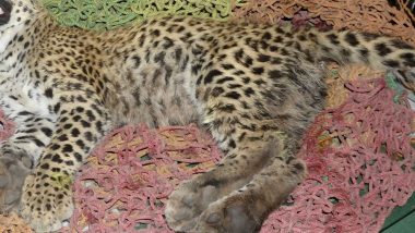 Cheetah Death at Kuno National Park: One More Cheetah Named 'Dhatri' Dies at KNP in Madhya Pradesh, Toll Rises to Nine