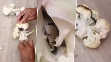 Snake in Cauliflower Viral Video: Man Shocked After Slithering Baby Snake Found in Vegetable (Watch)